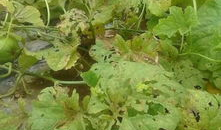 矮瓜叶可以吃吗,可食用植物的秘密探索